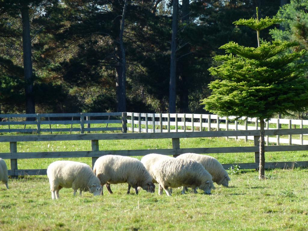 Hadleigh Boutique Lodge Tamahere Экстерьер фото